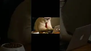 CEO cat on duty 😼📈 too busy for nonsense #ceocat #funnycat #catsoftiktok #cutecat #catreels