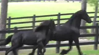 Happy Birthday Mike ~ Some Little River Friesians for you