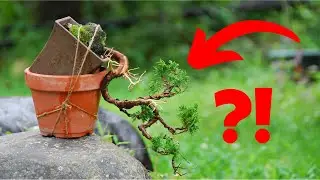 Subtle Mistake That Ruined My Cascade Bonsai