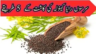 Sowing method of Canola, Mustard Seed How to grow Rapeseed, Raya seed Mustard Canola Seed Treatment
