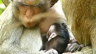 CALVIN FEEDING MILK KIDNPPER CASI MONKEY | Newborn Babies Monkey