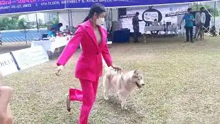 1st Dog Show After Pandemic ( PCCI Allbreed Dog Show ) Spitz and Primitive Types Group Competition 👌