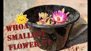 Whoa - Smallest Flower!? Mesembryanthemum a.k.a Ice Plant {English}