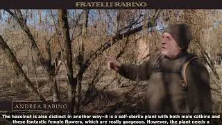 Fioritura del nocciolo | Flowering hazelnut