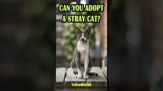 can you adopt a stray cat #cats #cat #kitten @CatLoverDailyCats