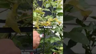 Should You Remove Yellow Leaves from Your Plants? #shorts