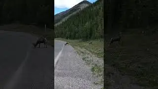 Stone Sheep male, Canadian wilderness