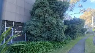 Blueberry Ash Tree