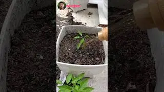 This is how I transplanted my chili pepper plant into a new pot. #ngogarden #garden #gardening