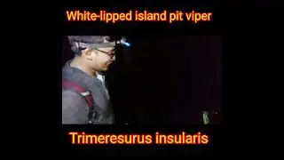 White-lipped island pit viper - Trimeresurus insularis - Ular viper timur - Released by Agus Putra