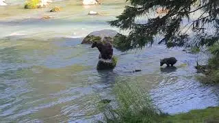 Three cubs swimming