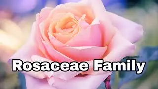 Family Rosaceae | #rose #family #plants #bs Characters/floral formula/Importance