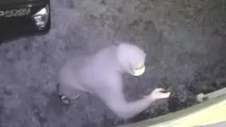 Police arrest man after surveillance video captures him peeking into windows at home in Hollywood