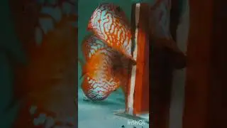 Pigeon blood discus fishes in breeding mode #discusfishtank #exoticaquariumfish