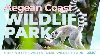 🦁 Discover İzmir Wildlife Park: Lions, Tigers, and the Famous Capybara!