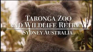 Taronga Wildlife Retreat Review: Staying in Taronga Zoo Sydney