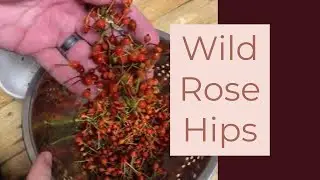 Processing Rose Hips | Foraging