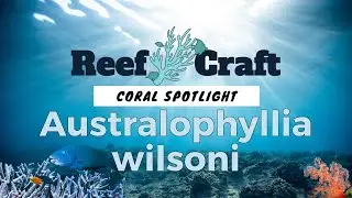 Coral Spotlight: wilsoni's - How to find these Rare Corals in the Wild !