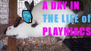 A DAY IN THE LIFE OF PLAYNIACS!