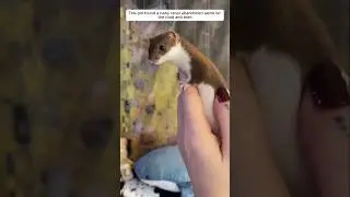 This girl found a baby stoat abandoned alone on the road and then