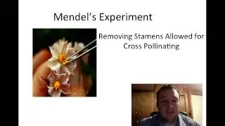 Stock Science: Mendelian Genetics
