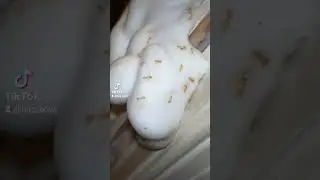 Another failed termite job