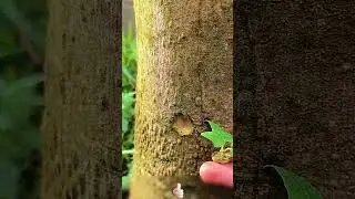 Skills of using expansion screw pipes to assist in grafting tree buds