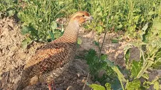 both male and female pheasant call together in cages,patrtrdge fly sound