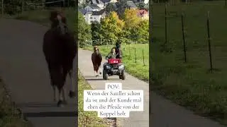🚜🐴🐴 Pferde mit dem Quad holen?! POV Stallalltag 😅 #Reiterhumor #Stallalltag #pov