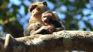 BT-5- Little monkey make fun with his Younger brother On the top of a tall tree