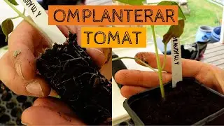 Provar att INTE planera ner tomaterna djupt i krukan - ett nytt experiment för i år