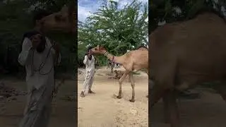 قال الجمل: 
