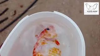 rohu fish killed koi fish 