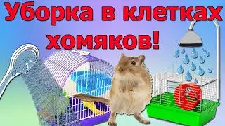 Уборка в клетках хомяков!  Hamster Cage Cleaning!
