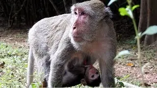 Pity Mum Give Baby Milk To Baby Monkey ST774 Mono Monkey