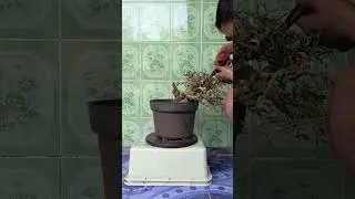 Pruning bonsai serut #bonsaiindonesia #bonsaiart