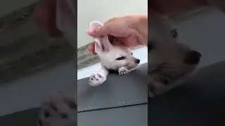 Leisure Owl Video Video   Cute wild animals, Funny animals, Cute baby animals