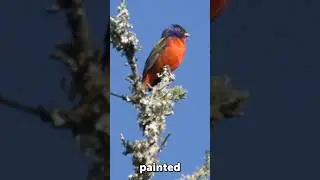 Witness the Exquisite Painted Bunting in its Natural Habitat