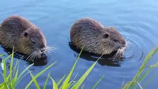 Wild Nutria.