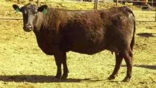 Avery Roth ~ NILE Merit Heifer Video