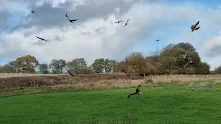 Red Kites at Gigrin Farm (4k)
