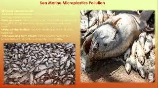 How human life in danger due to Sea Marine Microplastics Pollution