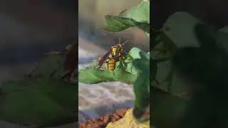 Wasps that want to fly but can't can only exercise every day.
