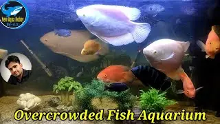 Overcrowded Fish Aquarium