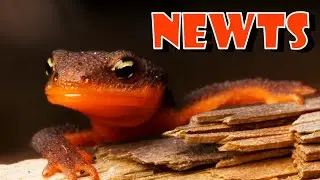 NEWTS: Poisonous salamanders