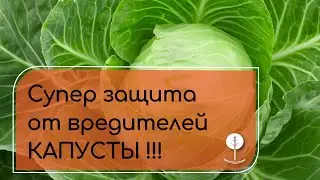 СУПЕР ЗАЩИТА капусты от вредителей - ТВИКС!!!
