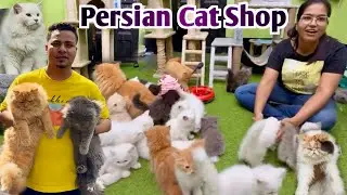Persian Cat Price in Kolkata. Cat Market in Kolkata. Kolkata Cat Market.