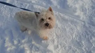 Poprostu zimowy spacer ❄️🐶 #walking #sea #happy #dog #yt 