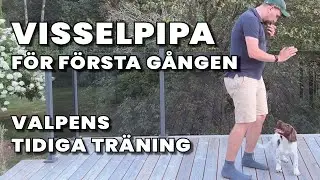 Hur introducerar vi visselpipa för valpen?