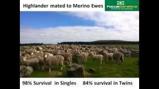 Murnong Farming Focus Genetics Wean More Lambs Presentation